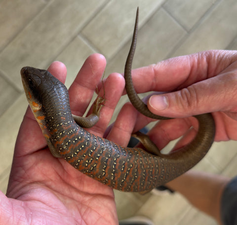 Giant Algerian Skink (Eumeces algeriensis)