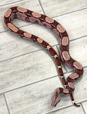 Guyana Red Tail Boa Super Purple Female 4' (GBAF2)