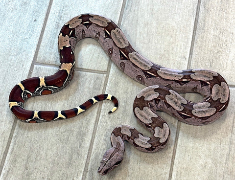 Guyana Red Tail Boa Super Purple male 4' (GBAM1)