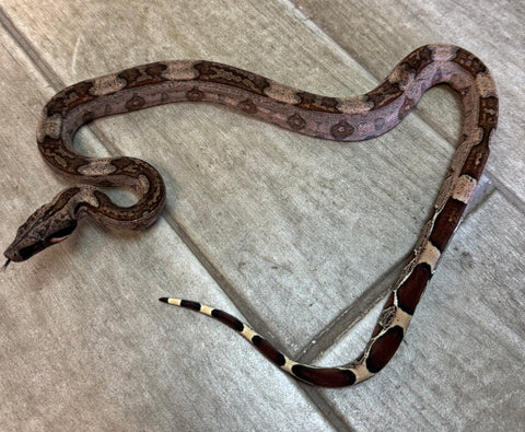Guyana Red Tail Boa Baby (GBB2)