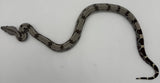 Guyana Red Tail Boa Baby Female (GBBF12)