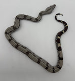 Guyana Red Tail Boa Baby Female (GBBF12)