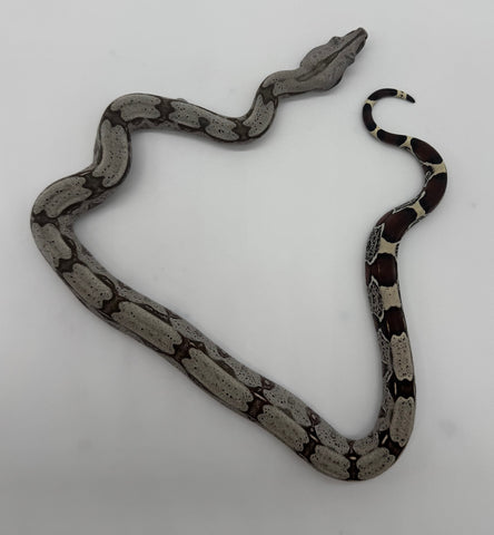 Guyana Red Tail Boa Baby Female (GBBF12)