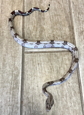 Guyana Red Tail Boa Female Baby (GBBF1)