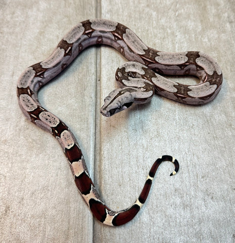 Guyana Red Tailed Boa Baby Female (GBBF22)