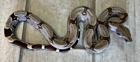 Guyana Red Tail Boa Female Baby (GBBF3)