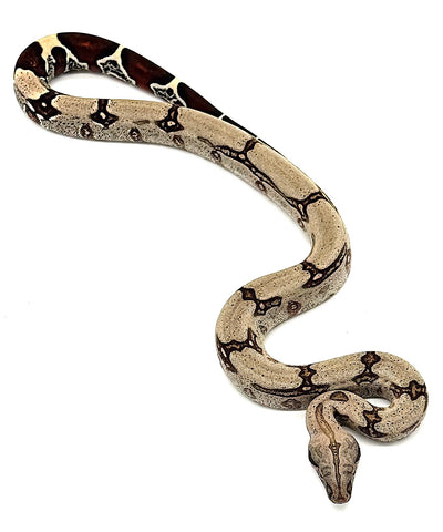 Guyana Red Tail Boa Baby (GBBM12)