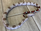 Guyana Boa Baby Male (GBBM15)