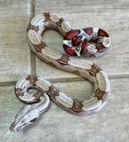 Guyana Boa Baby Male (GBBM15)