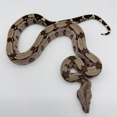 Guyana Red Tail Boa Yearling Female (GBBF14)
