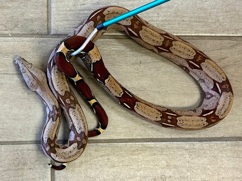 Guyana Red Tail Boa 2' Female (GBF03)