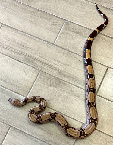 Guyana Red Tail Boa 3-4' Female (GBF04)