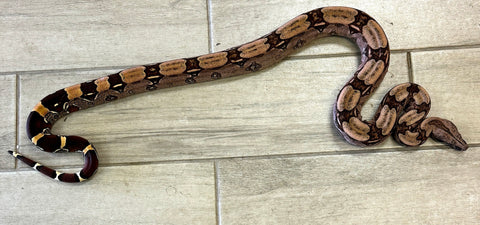 Guyana Red Tail Boa 2-3' Female (GBF05)