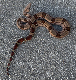 Guyana Red Tail Boa 4' Female (GBF1)