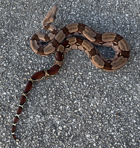 Guyana Red Tail Boa 4' Female (GBF1)