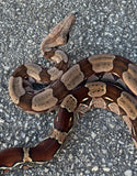 Guyana Red Tail Boa 4' Female (GBF1)