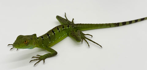Green Basilisk Adult Female (GBF2)