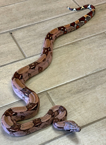 Guyana Red Tail Boa 2-3' purple sided Male (GBM01)