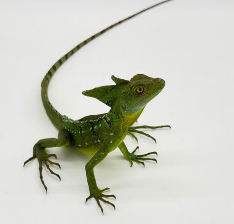 Green Basilisk Adult Male (GBM1)