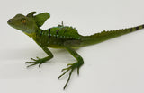 Green Basilisk Adult Male (GBM1)