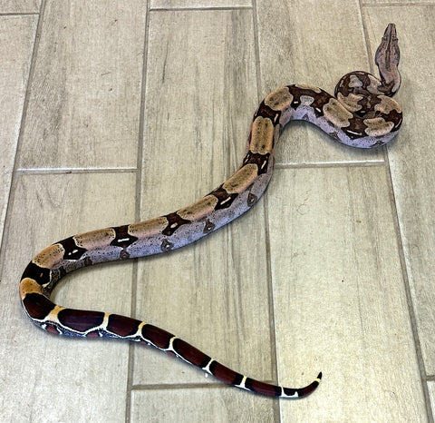 Guyana Red Tail Boa 2-3' Male (GBM02)