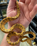 Green eye Jaguar Amazon tree boa