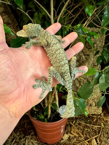 Giant Leaf Tailed Gecko Female (GLTGF1)