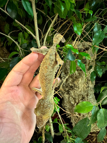Giant Leaf Tailed Gecko Female (GLTGF2)
