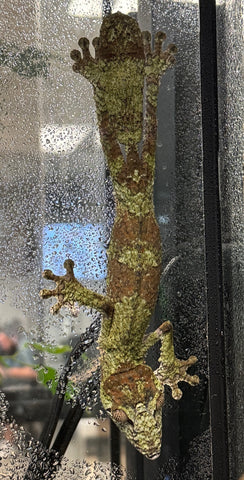 Giant leaf Tailed Gecko Juvenile High Green (Uroplatus fimbriatus) (GLTGJ5)