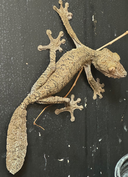 未開封品 OZWRT Agave Leaf Tailed Gecko 17cm Giant Leaf Tail Gecko For Sale - Imperial Reptiles