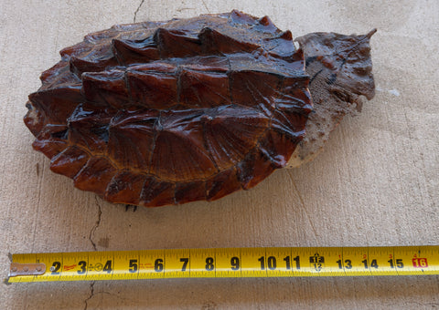 Guyana Orinoco Mata Mata Turtle Male (GOM1)