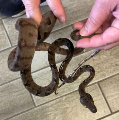 Garden Phase Amazon Tree Boa Female (GPATBF12)