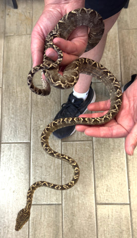Garden Phase Amazon Tree Boa Female (GPATBF11)
