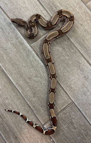 Guyana Red Tail Boa 3' Female (GRT1)