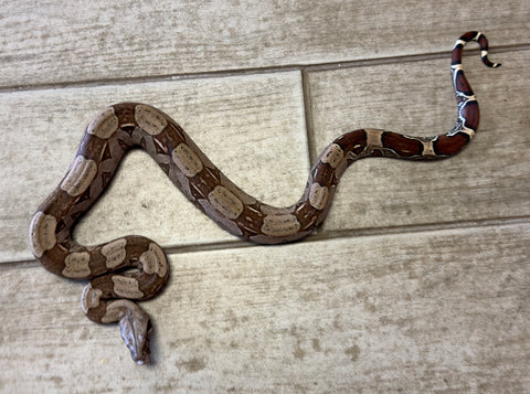 Guyana Red Tail Boa 2' (GRTB1)