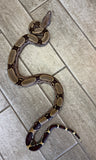 Guyana Red Tail Boa 4' Female (GRTBF1) *Small healed scar on nose)