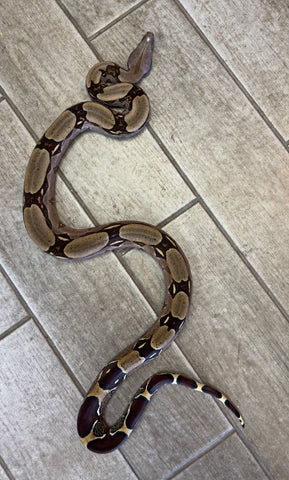 Guyana Red Tail Boa 4' Female (GRTBF1) *Small healed scar on nose)