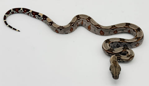 Guyana Red Tail Boa Baby (GBB1)