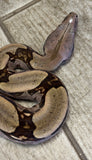 Guyana Red Tail Boa 4' Female (GRTBF1) *Small healed scar on nose)