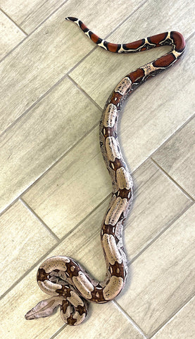 Guyana Red Tail Boa Male (GRTBM04) - Reptile Pets Direct