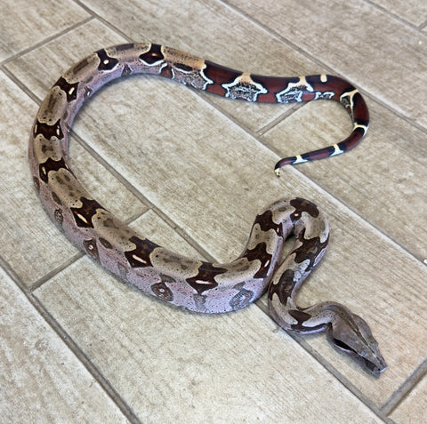Guyana Red Tailed Boa Insane Purple Male (GRTBPM2)