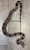 Guyana Red Tailed Boa Insane Purple Male (GRTBPM2)