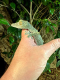 Giant Leaf Tailed Gecko Female (GLTGF1)