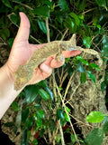 Giant Leaf Tailed Gecko Female (GLTGF2)