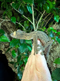 Giant Leaf Tailed Gecko Male (GLTGM3)