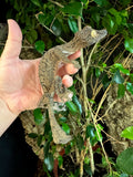 Giant Leaf Tailed Gecko Male (GLTGM3)