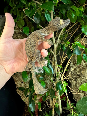 Giant Leaf Tailed Gecko Male (GLTGM3)