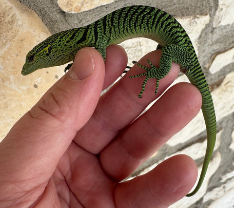 Baby Green Tree Monitor (GTM2)
