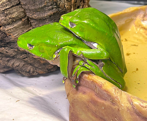 Gaint Waxy Monkey Frogs - Reptile Pets Direct