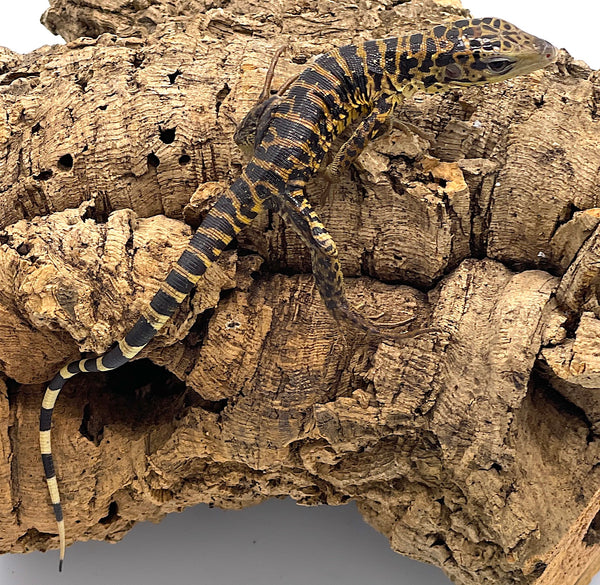 Gold Tegu – Reptile Pets Direct
